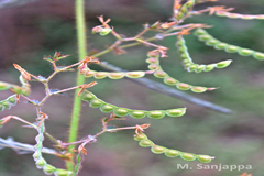 Aeschynomene americana
